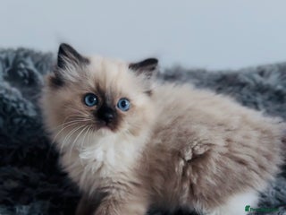 Ragdoll cats 🩷🐾Tica full Pedigree🐾Last Ragdoll girl🐾🩷🥰😻 - Advert 14