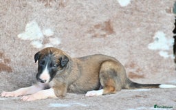 Borzoi dogs for sale: Borzoi Puppies Born 29th September - Image 5