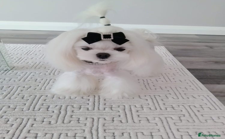 Maltese dogs - Advert 2