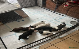 Cockapoo dogs for sale: 7 beautiful cockatoo puppies  - Image 12