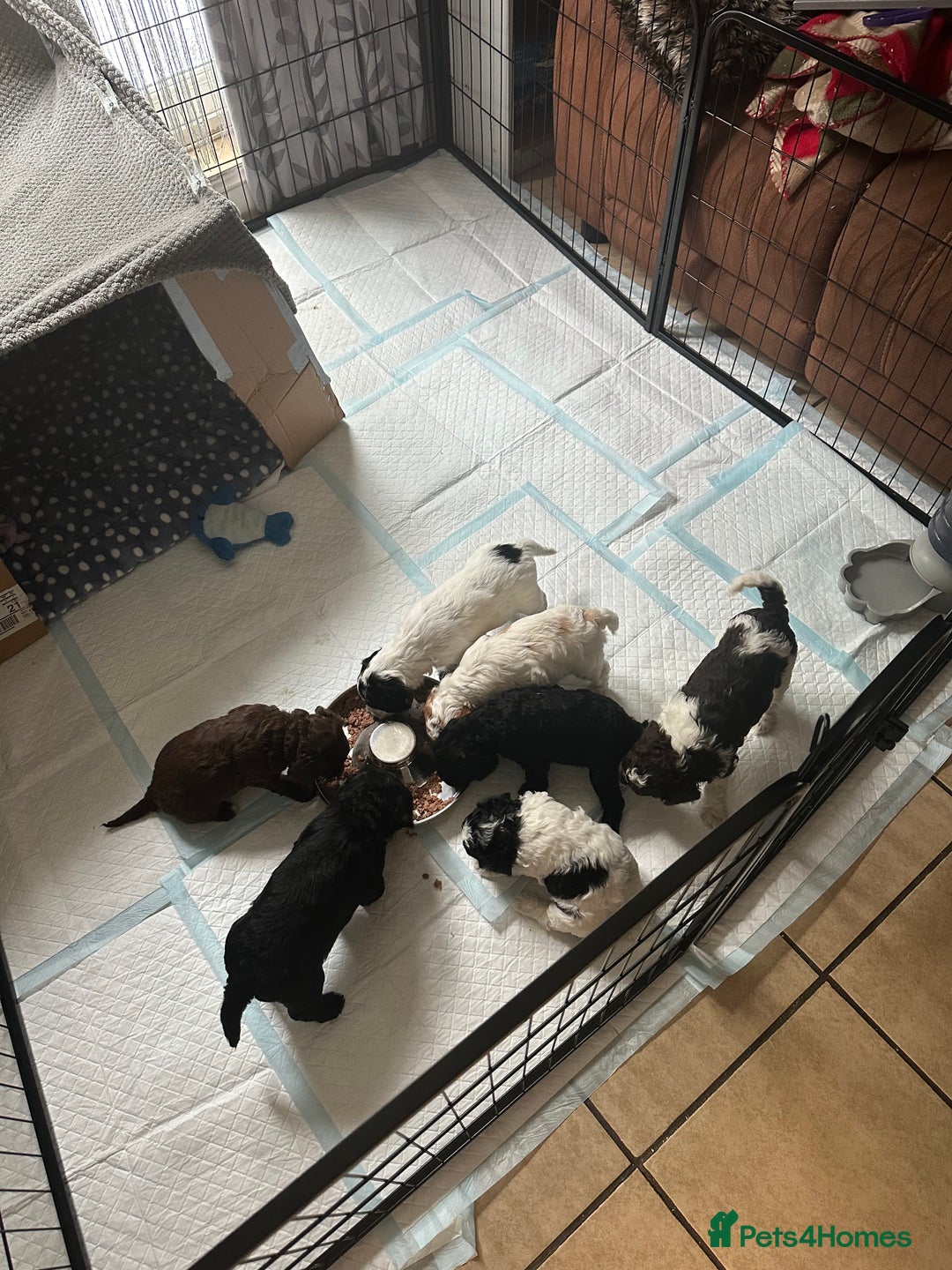 Cockapoo dogs for sale: 7 beautiful cockatoo puppies  - Image 12