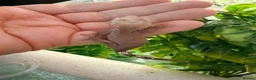 Gecko reptiles for sale: Phantom Axanthic Crested Gecko - Advert 5