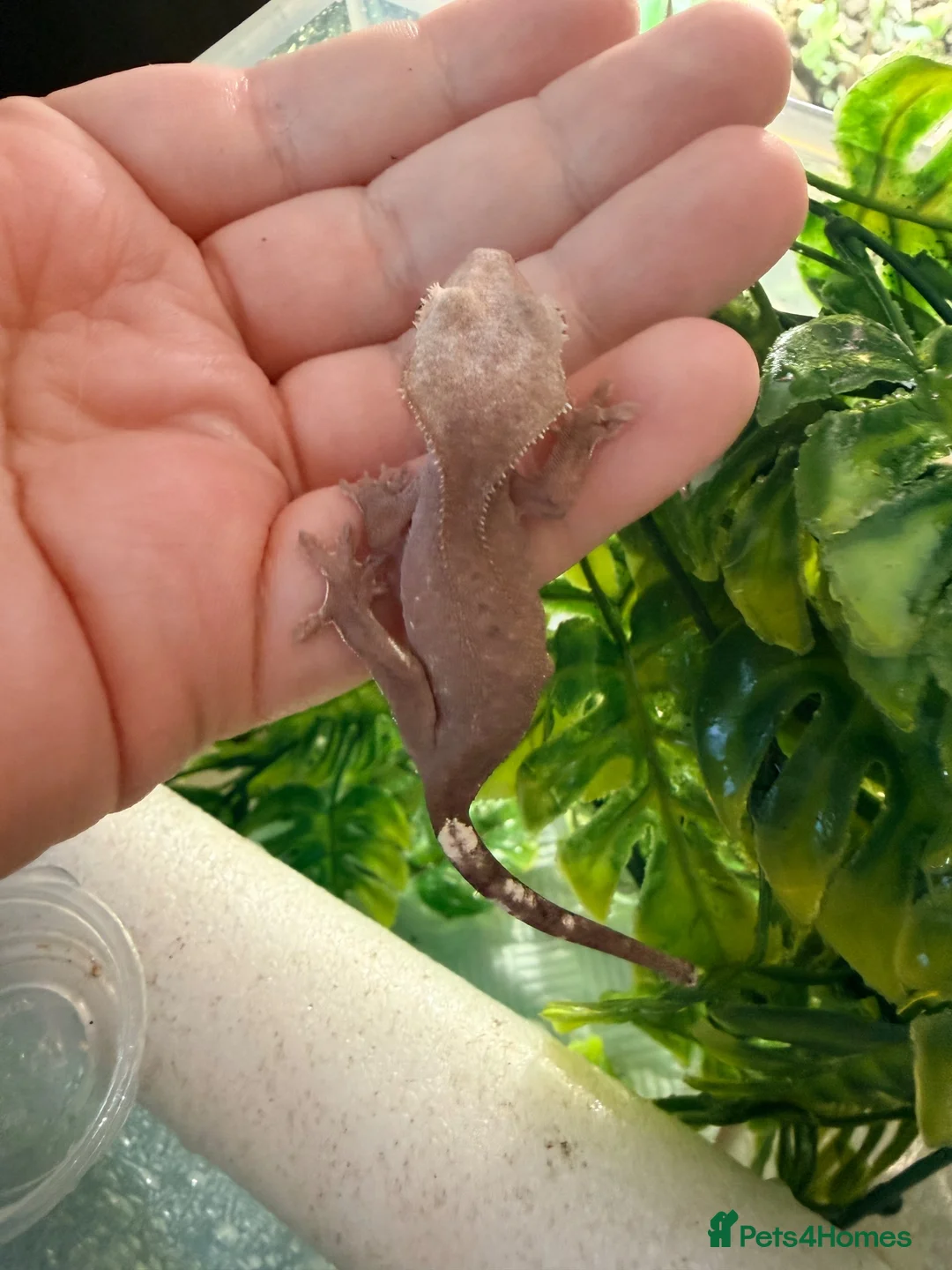 Gecko reptiles for sale: Phantom Axanthic Crested Gecko - Advert 5