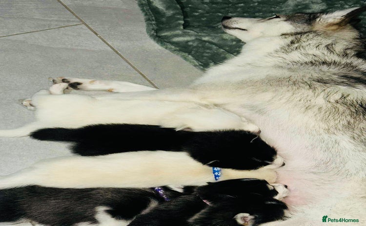 Pomsky dogs Pomsky Puppy - Advert 1