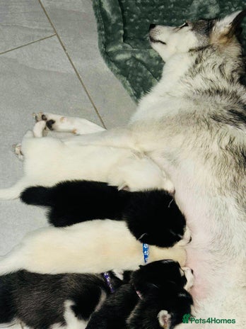 Pomsky dogs Pomsky Puppy - Advert 4