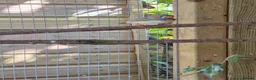 Finches birds for sale: Baby finches for sale - Advert 6