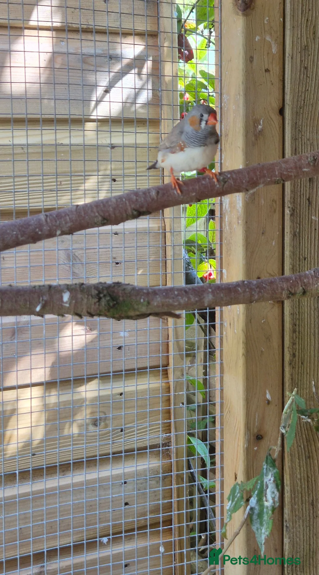 Finches birds for sale: Baby finches for sale - Advert 6