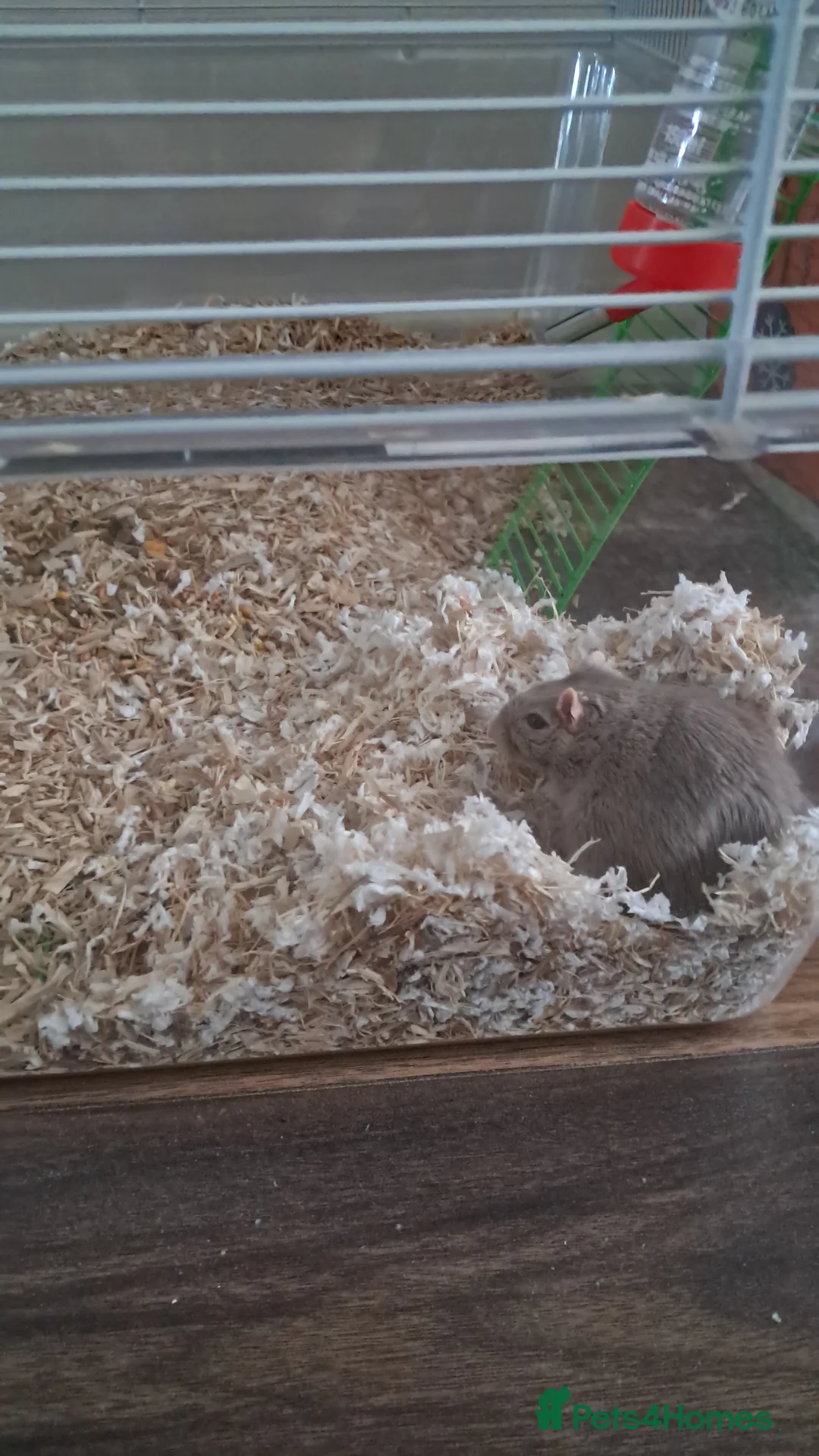 Gerbil rodents for sale: 2 MALE GERBILS TO A GOOD HOME  in Liverpool - Advert 2