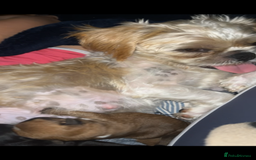 Shih Tzu dogs for sale: Pups for sale - Image 9