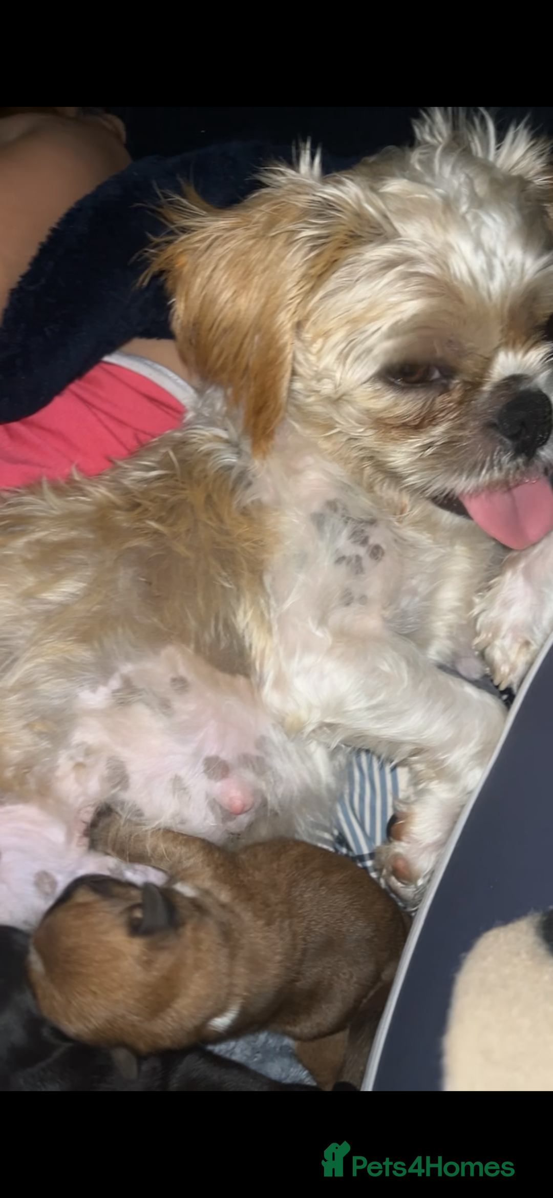 Shih Tzu dogs for sale: Pups for sale - Image 9