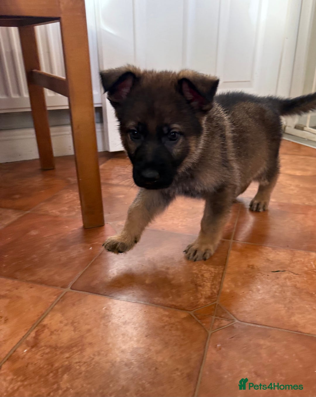 German Shepherd dogs for sale: KC Registered & Bred From Health Tested Parents  - Advert 15