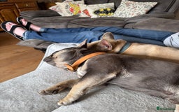 French Bulldog dogs for sale: 2 French Bulldogs (brothers) - Image 8