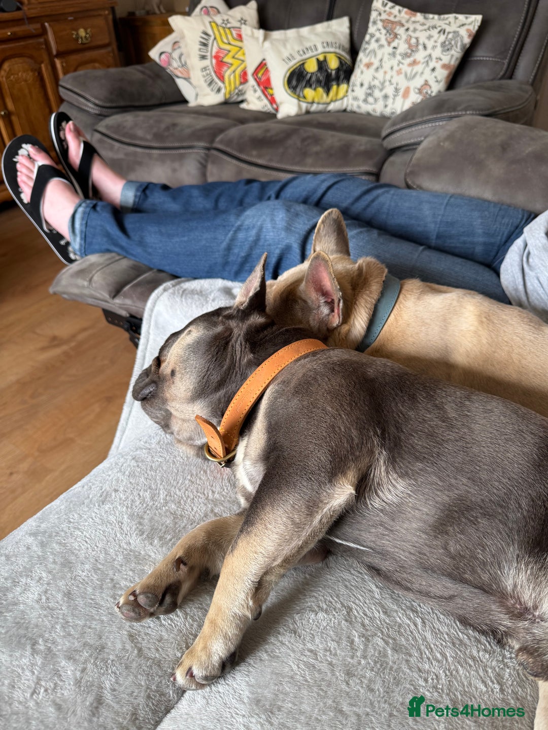 French Bulldog dogs for sale: 2 French Bulldogs (brothers) - Image 8