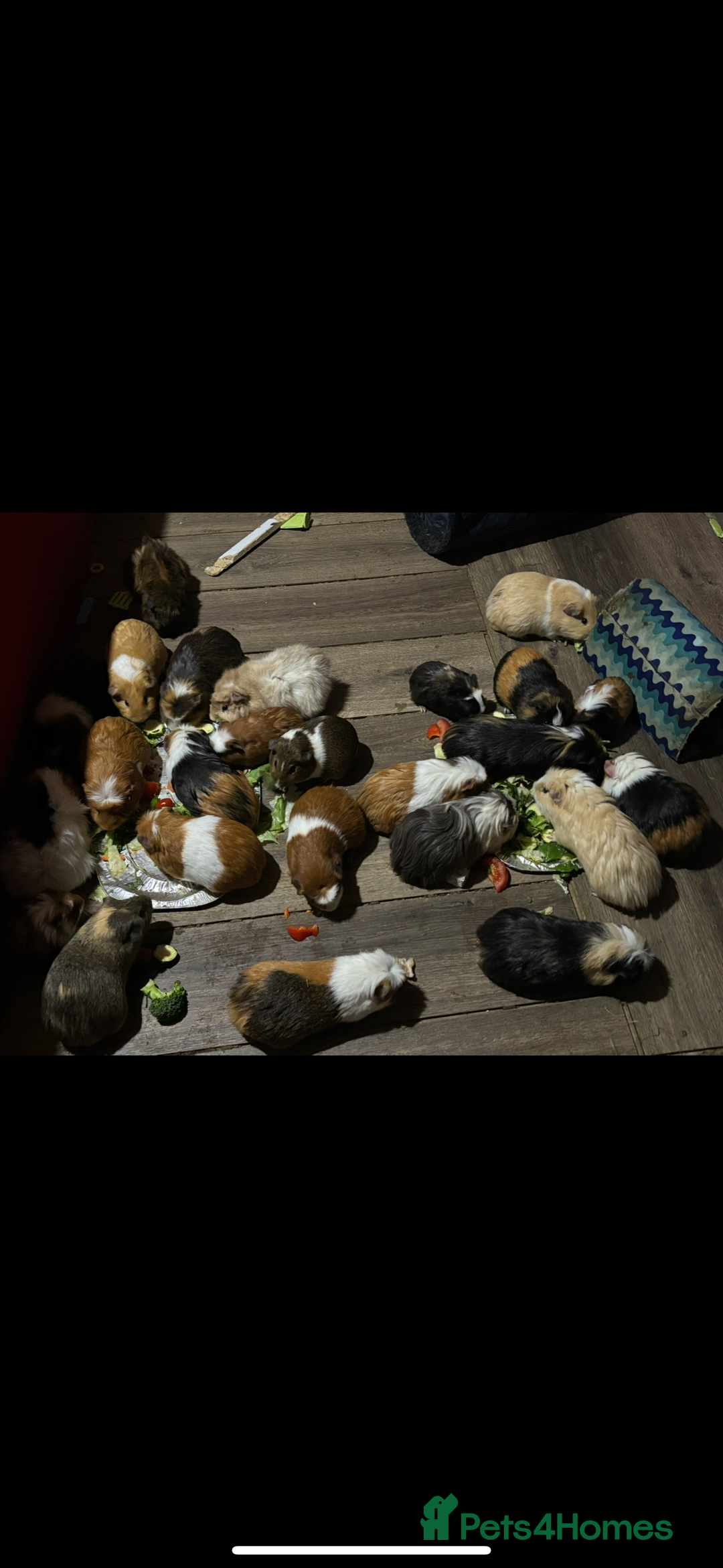 Guinea Pig rodents for sale: Guinea pigs - Advert 7