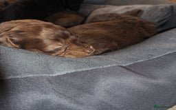 Cockapoo dogs for sale: Gorgeous cockerpoo  puppies for sale  - Image 22
