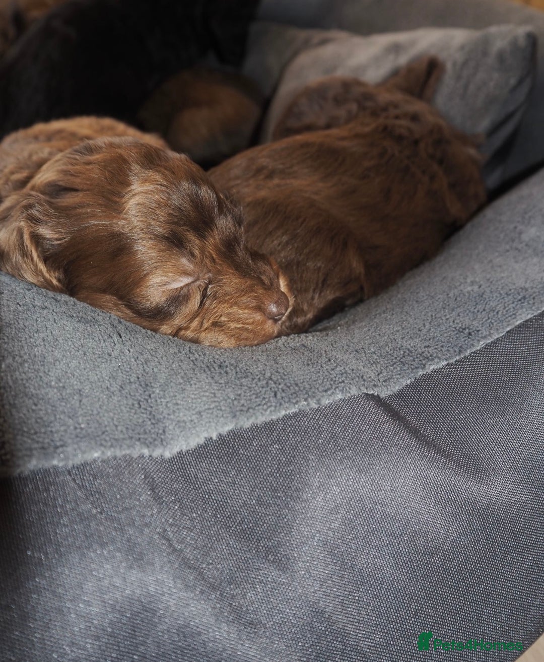 Cockapoo dogs for sale: Gorgeous cockerpoo  puppies for sale  - Image 22