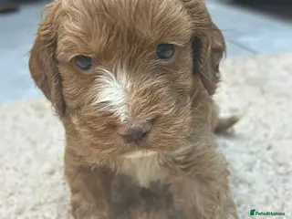 Cockapoo dogs Beautiful f1 red cockerpoos - Advert 1