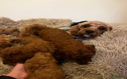Cavapoo dogs for sale: 7 adorable puppies for sale 5 girls 2 boys  - Image 2