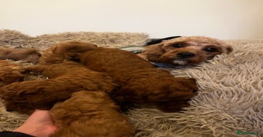 Cavapoo dogs - Advert 6