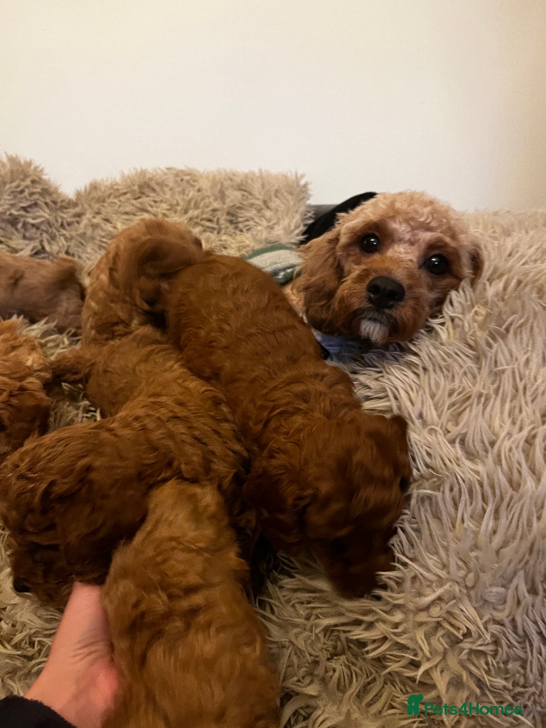 Cavapoo dogs for sale: 7 adorable puppies for sale 5 girls 2 boys  - Image 2