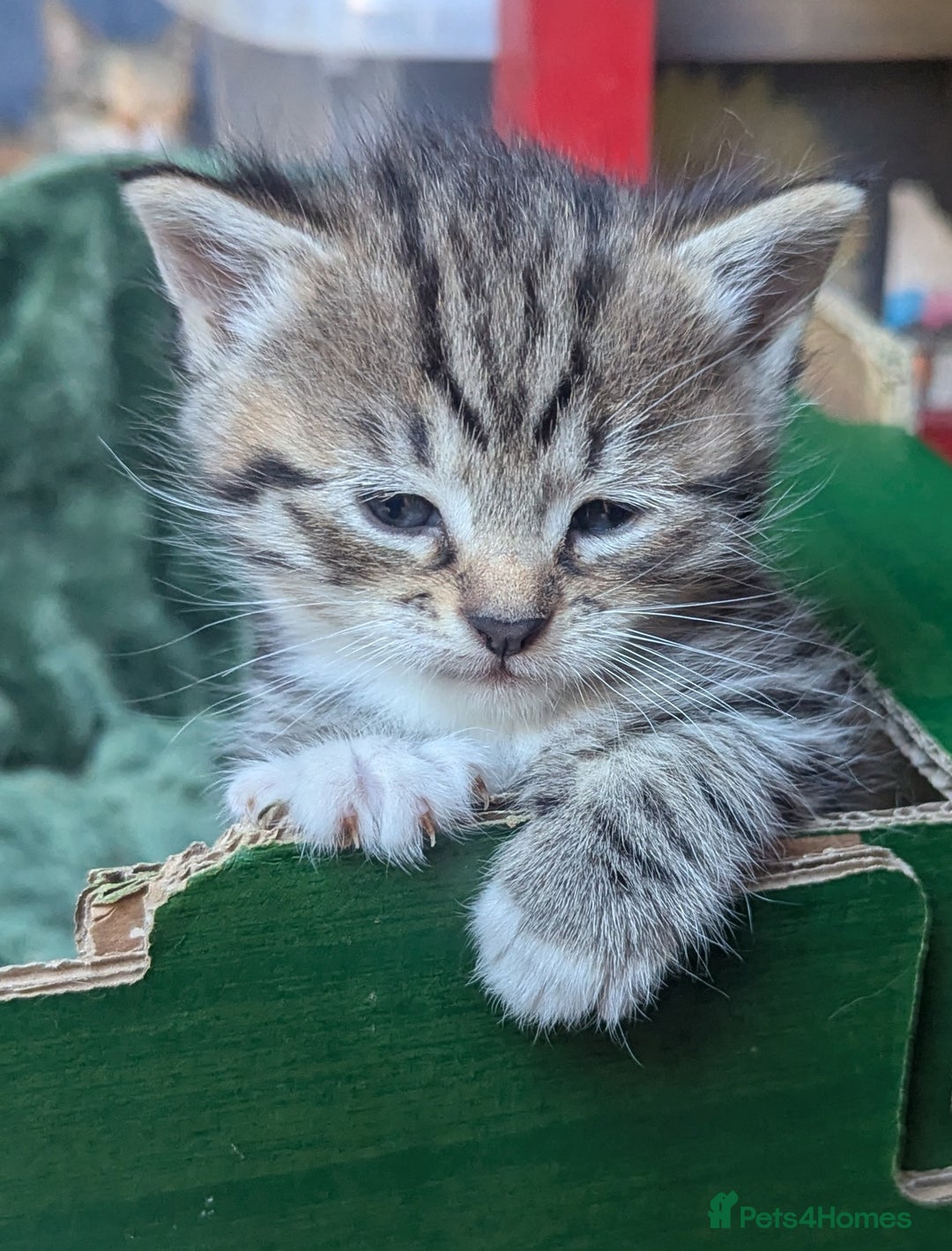 Mixed Breed cats for sale: Premium kittens for sale - Image 8