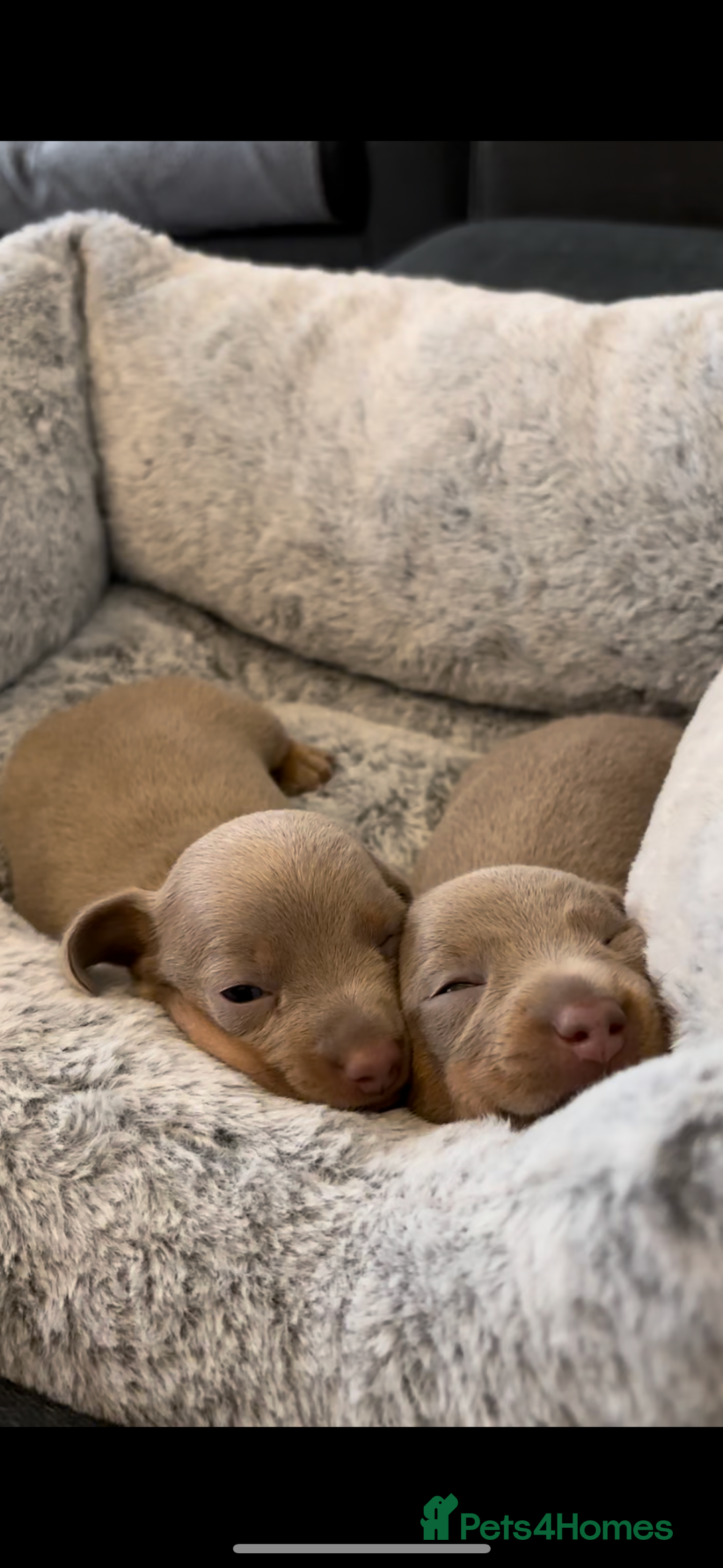 Miniature Dachshund dogs for sale: 2 Beautiful Female kc Miniature Dachshund Puppies - Advert 5