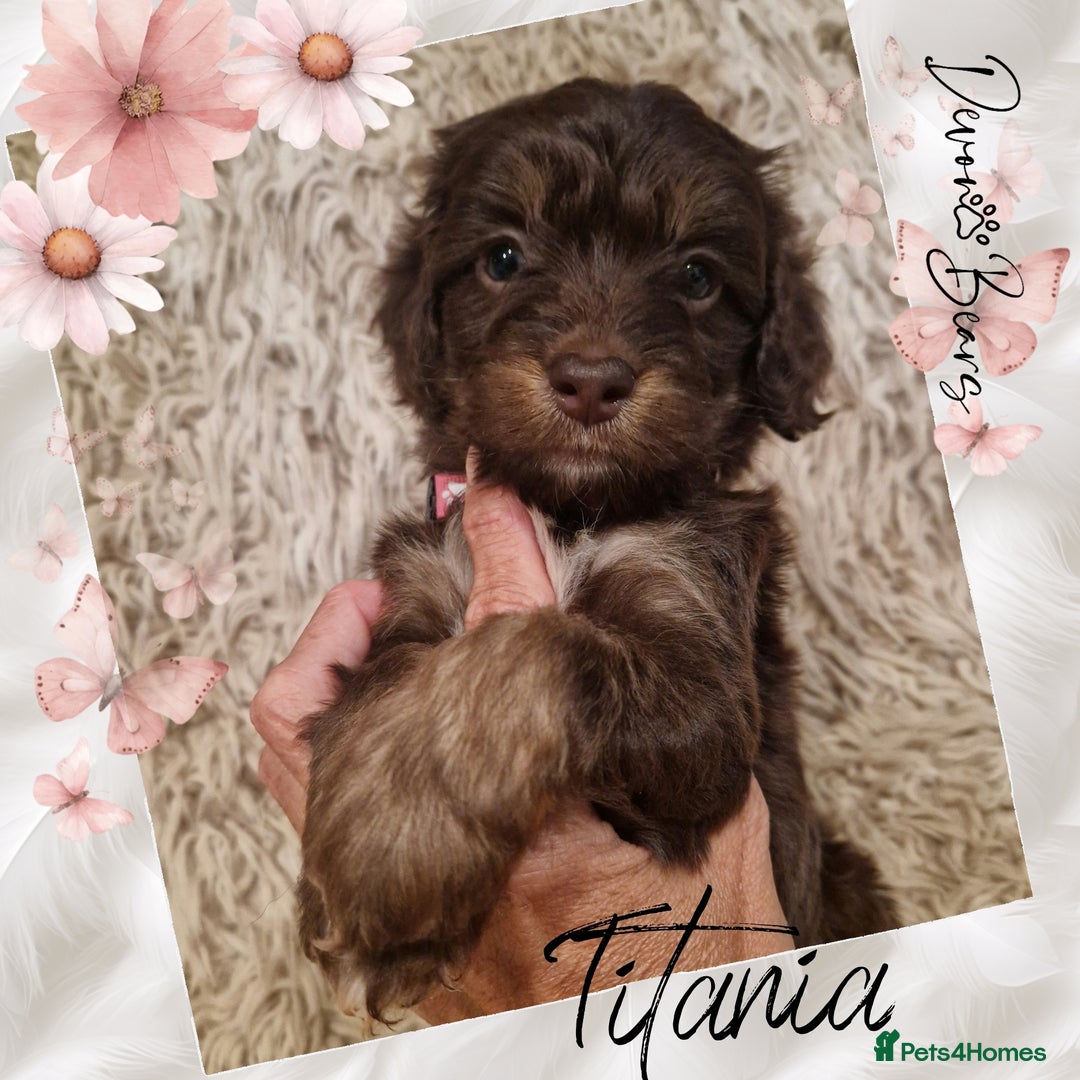 Cockapoo dogs for sale: 5*Licenced. DNA tested English cockerpoos. - Image 7