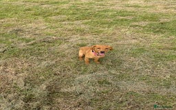 Labrador Retriever dogs for sale: Female red fox labrador - Advert 6