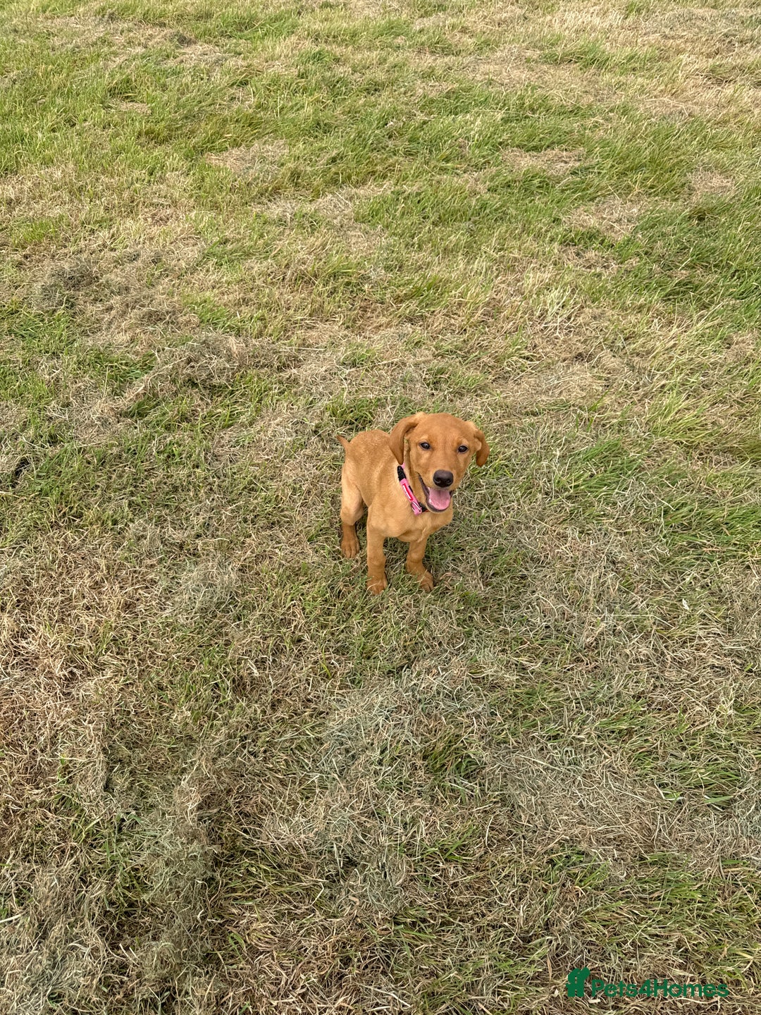 Labrador Retriever dogs for sale: Female red fox labrador - Advert 6