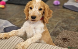 Cocker Spaniel dogs for sale: Pedigree SHOW Cocker Spaniel Puppies - Image 9