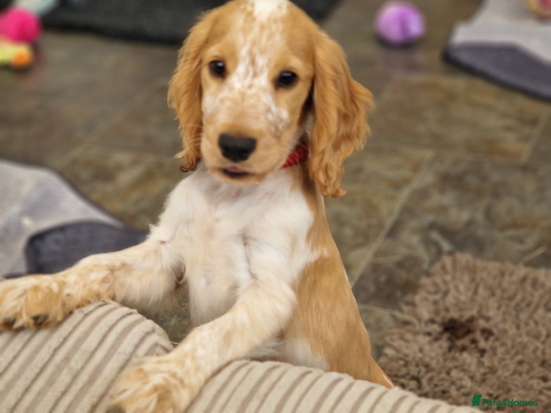 Cocker Spaniel dogs for sale: Pedigree SHOW Cocker Spaniel Puppies - Image 9