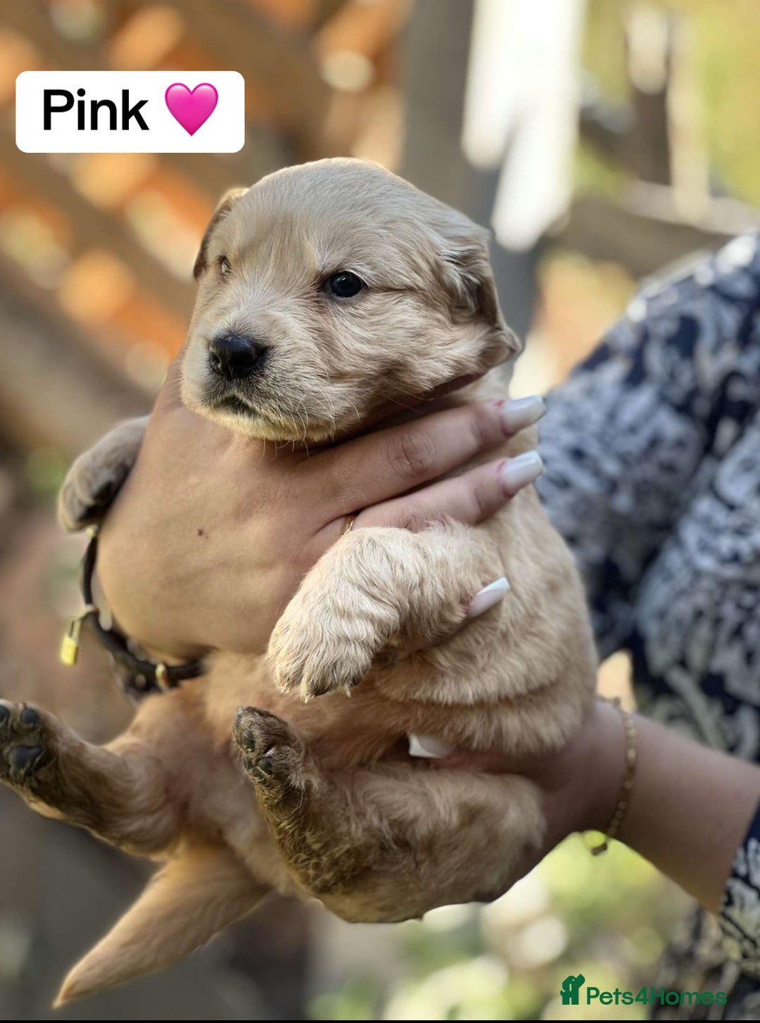 Golden Retriever dogs for sale: PEDIGREE HEALTH TESTED GOLDEN RETRIVER PUPPIES KC - Image 27