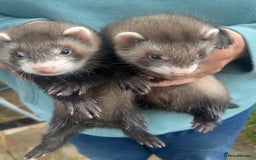 Ferret rodents for sale: Baby ferrets 8 weeks old - Image 9