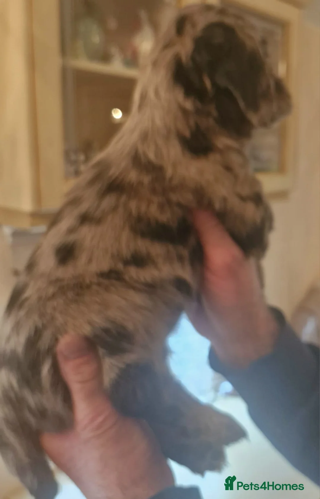 Cocker Spaniel dogs for sale: Mixed litter of Cocker Spaniel puppies  - Advert 17