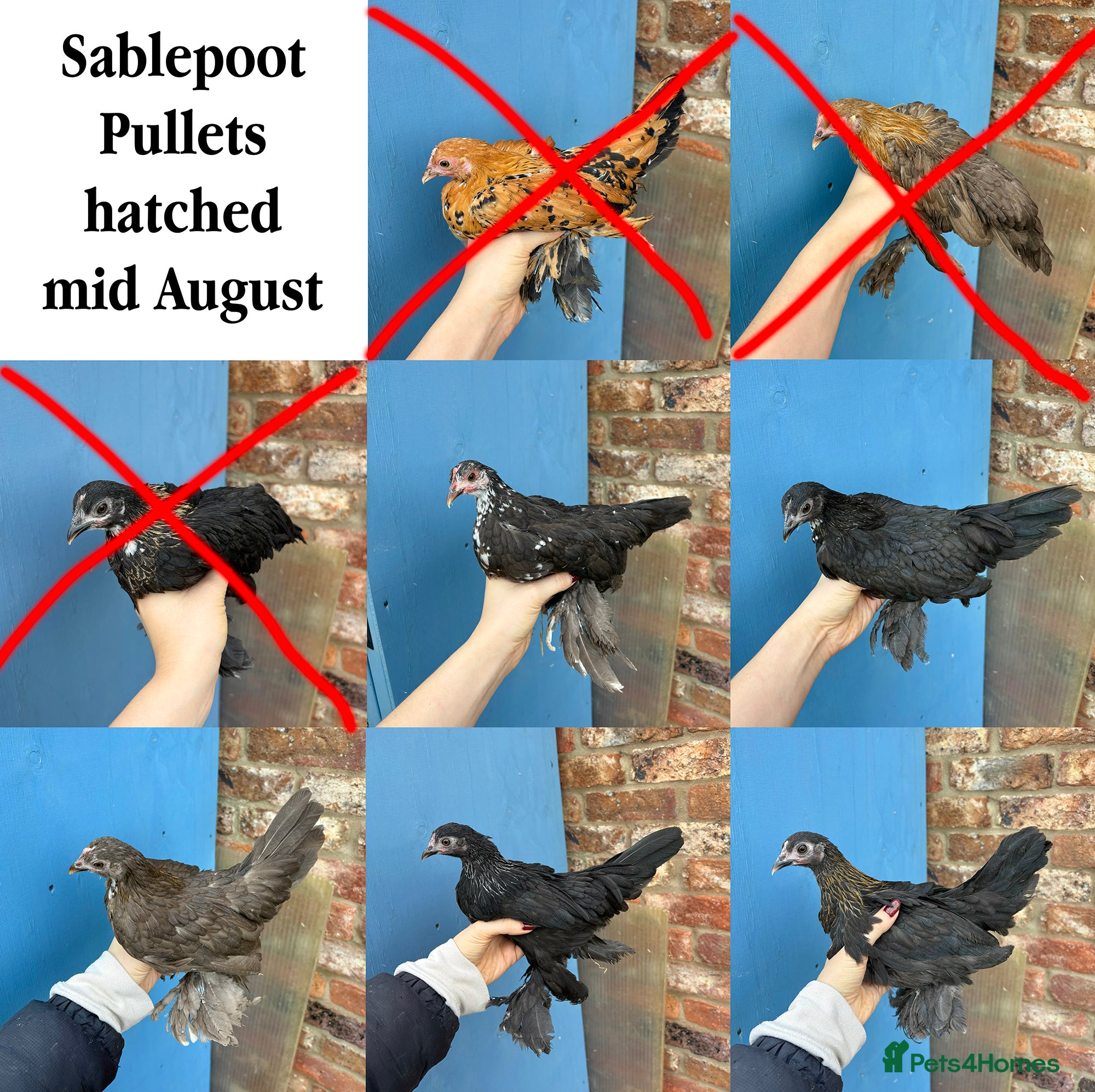 Chickens poultry Sablepoot Booted Bantam Pullets & Cockerels - Advert 1