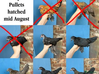 Chickens poultry Sablepoot Booted Bantam Pullets & Cockerels - Advert 17