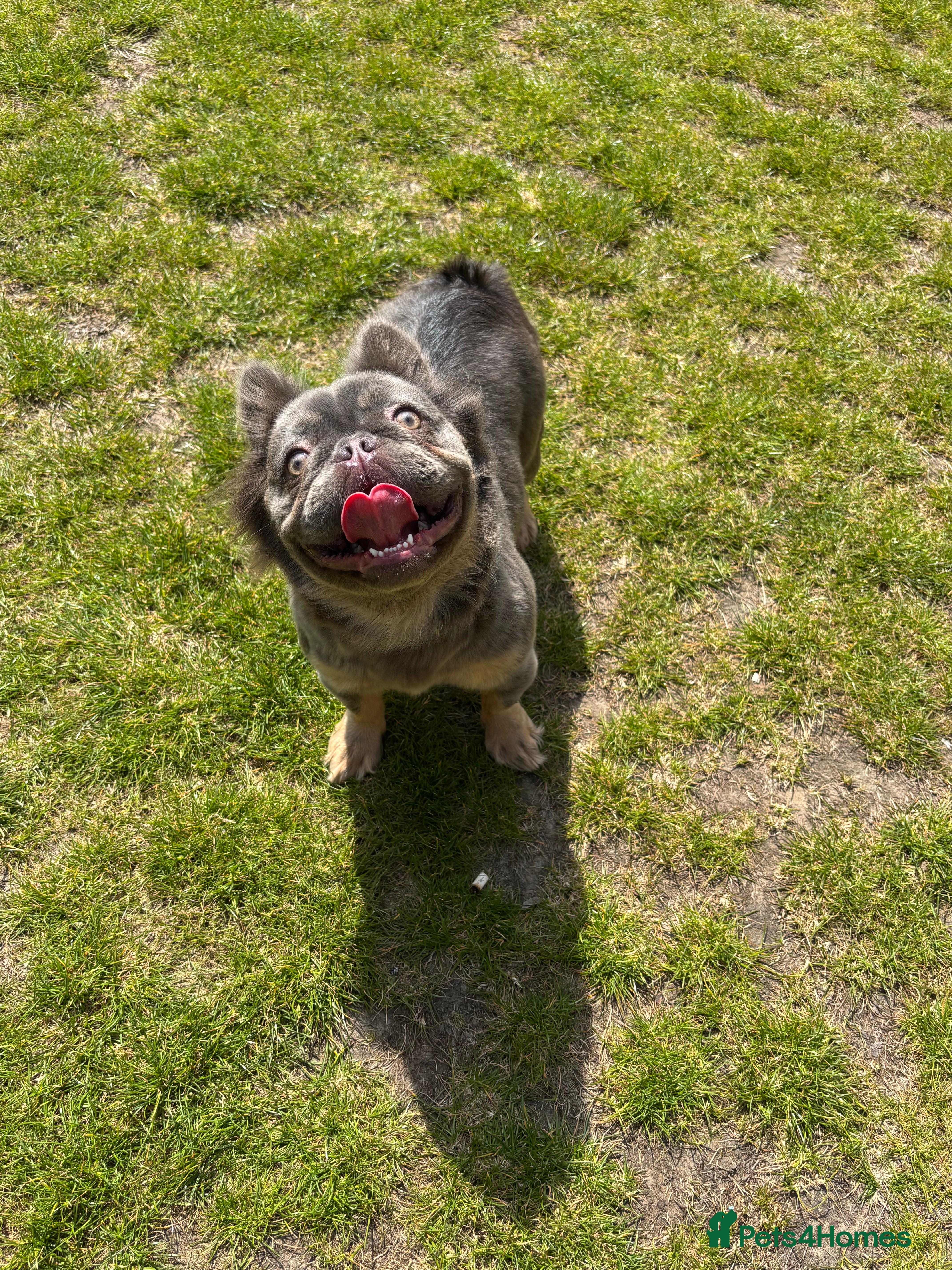 French Bulldog dogs Visual fluffy French bulldog puppies  - Advert 9