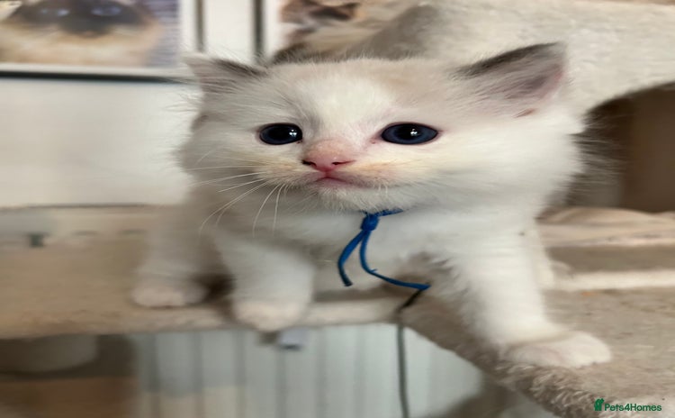 Ragdoll cats - Advert 14
