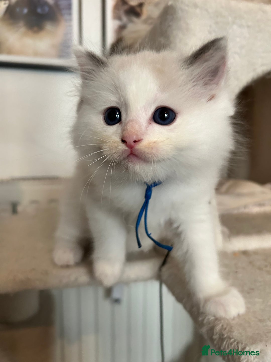 Ragdoll cats for sale: Adorable ragdoll kittens - Image 9