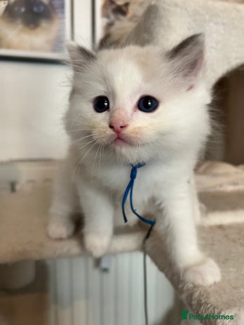 Ragdoll cats - Advert 4