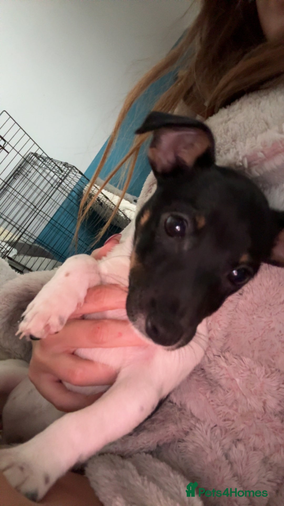 Jack Russell dogs for sale: female jack russell pup - Image 3