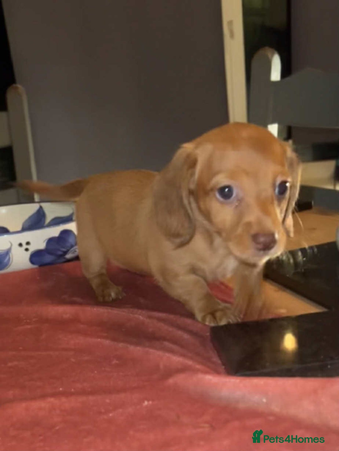 Miniature Dachshund dogs for sale: Pra hereditary clear min smooth dachshund  - Advert 10