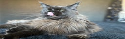 Maine Coon cats for sale: Male maine coon needs home - Advert 6