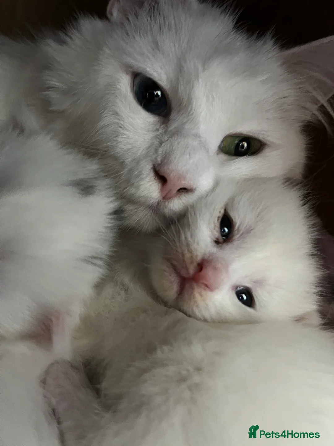 Mixed Breed cats for sale: One female kitten  - Advert 2