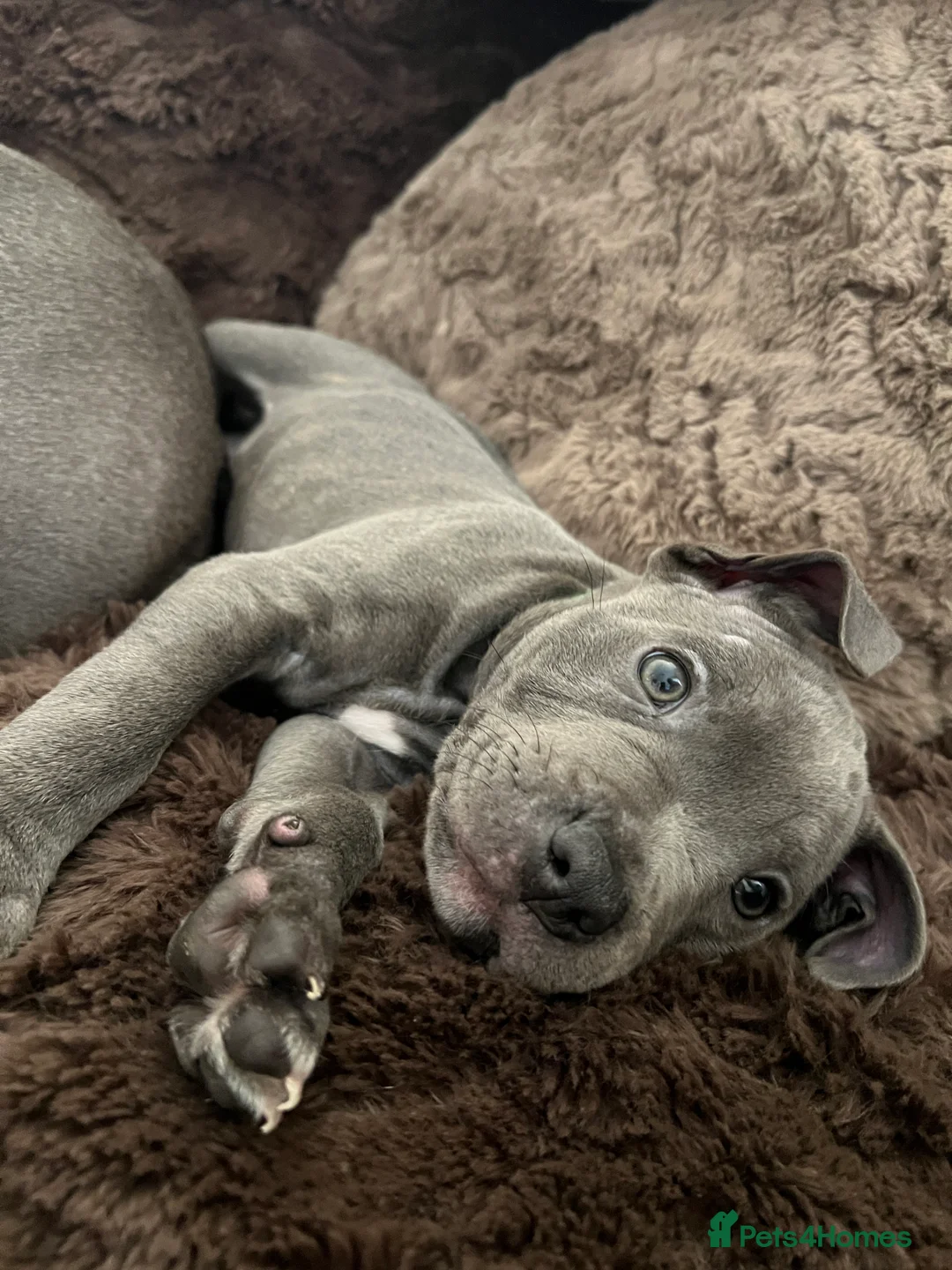 Staffordshire Bull Terrier dogs for sale: ONE GORGEOUS PURE BLUE BOY AVAILABLE  - Advert 5