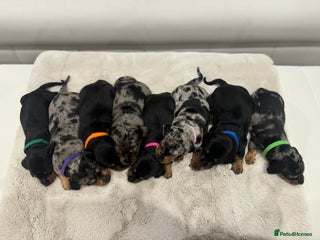 Dachshund dogs dachshund pups dapple and black & tan - Advert 1