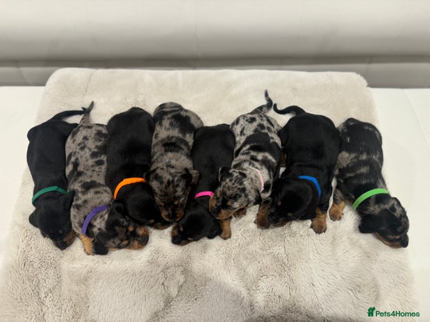 Dachshund dogs dachshund pups dapple and black & tan - Advert 1