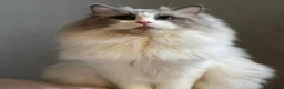 Ragdoll cats for sale: Beautiful Ragdoll Kittens – 3 Females & 2 Males - Advert 5