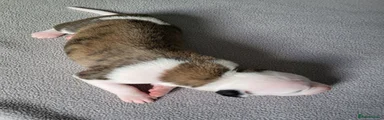 Whippet 3