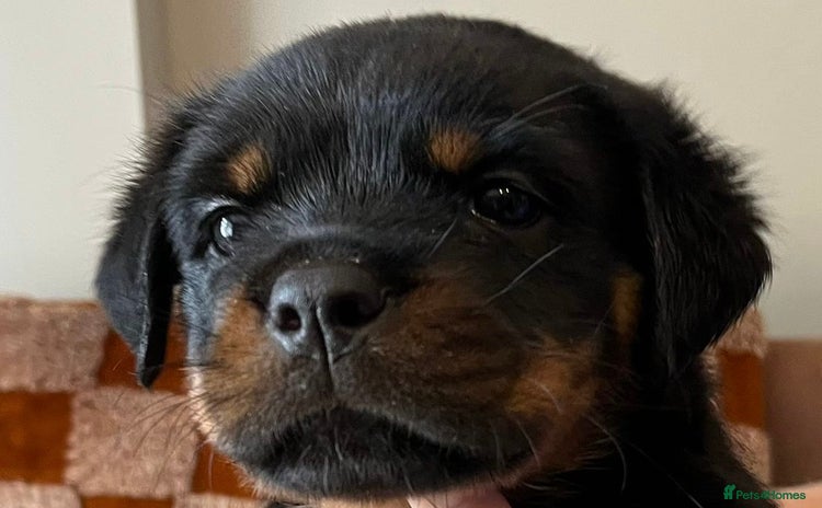 Rottweiler dogs - Advert 5